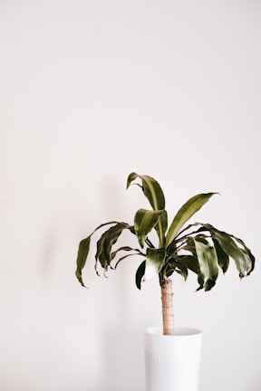 A cluster of Dracaena trifasciata with sharp, striped leaves in a modern indoor planter.