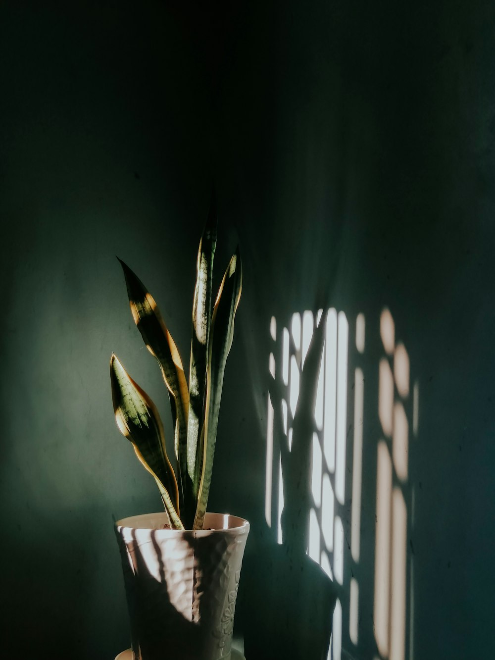 green plant on blue ceramic pot