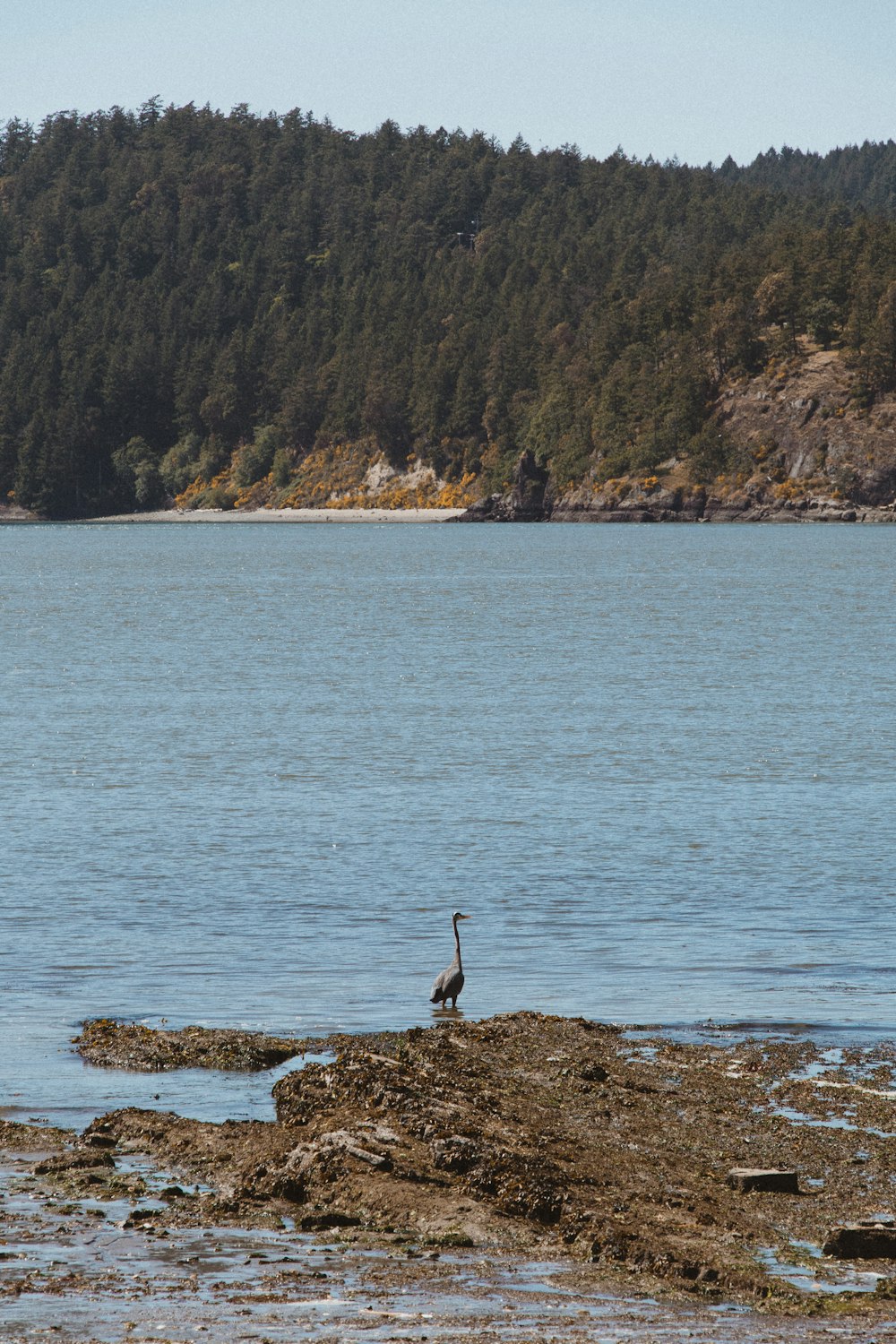 Persona parada en la roca cerca del cuerpo de agua durante el día