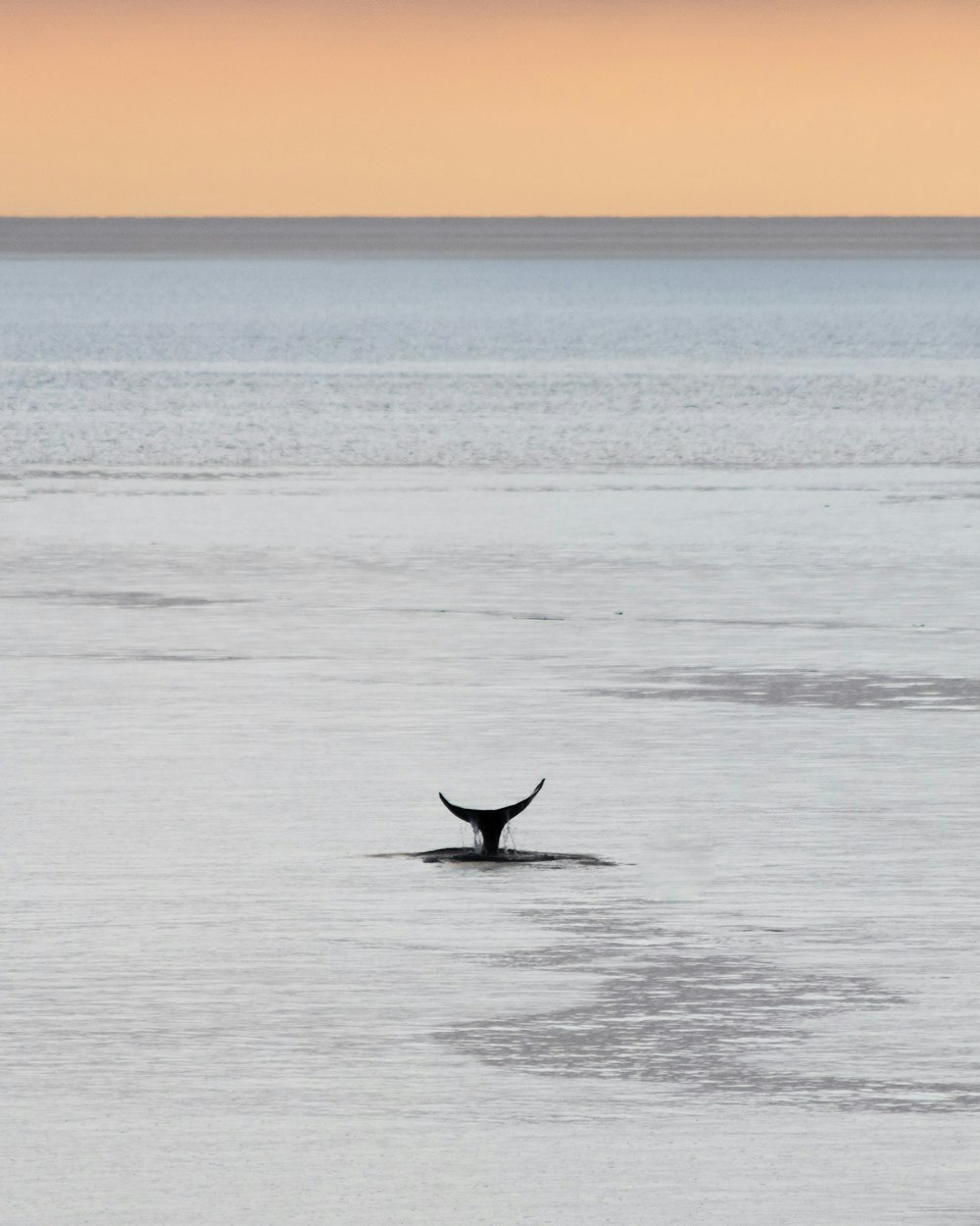 black whale on blue sea during daytime