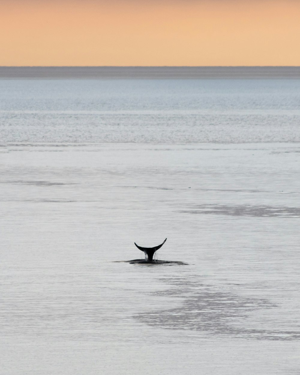 Balena nera sul mare blu durante il giorno