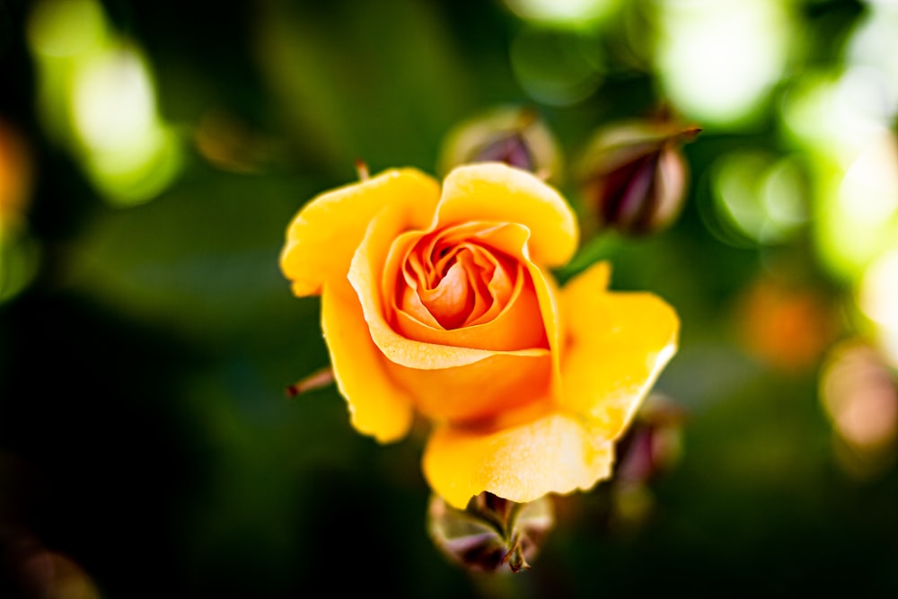 yellow rose in bloom during daytime