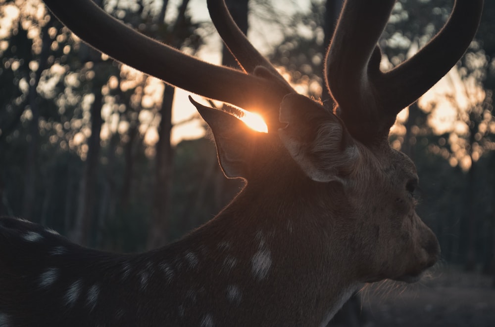 brown deer standing on green grass during daytime