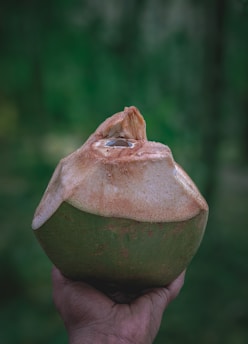 A fresh coconut is held up by a hand against a blurred green background. The top of the coconut is cut open, exposing the interior.