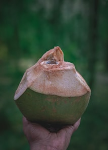 A fresh coconut is held up by a hand against a blurred green background. The top of the coconut is cut open, exposing the interior.