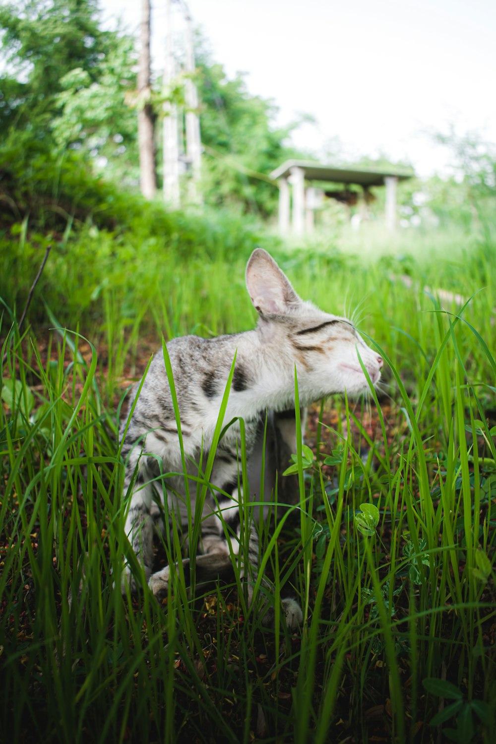 brown tabby cat on green grass field during daytime