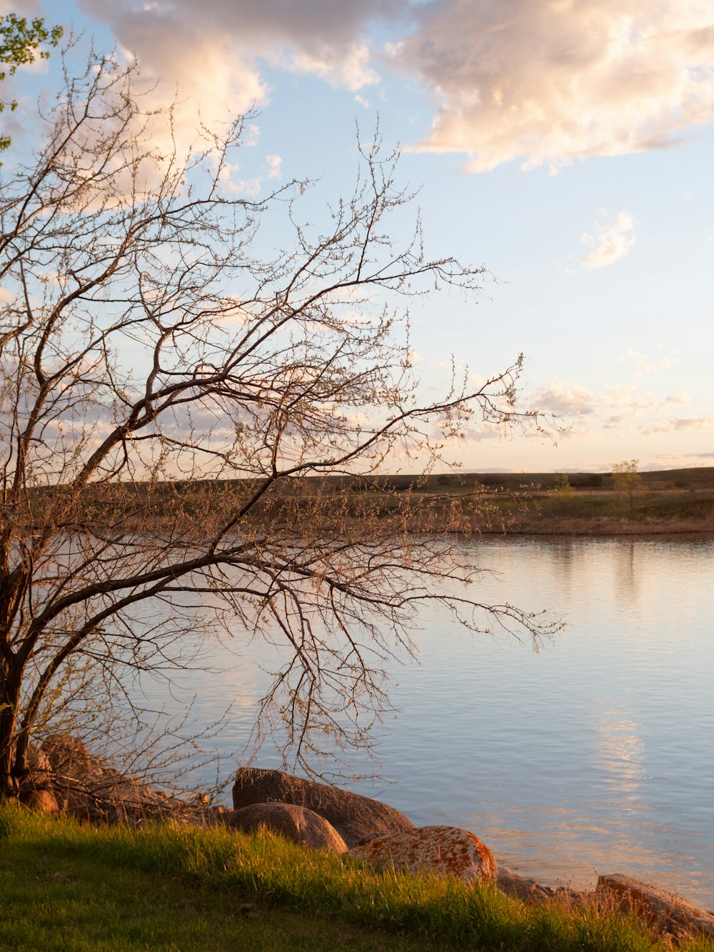 leafless tree near lake during daytime