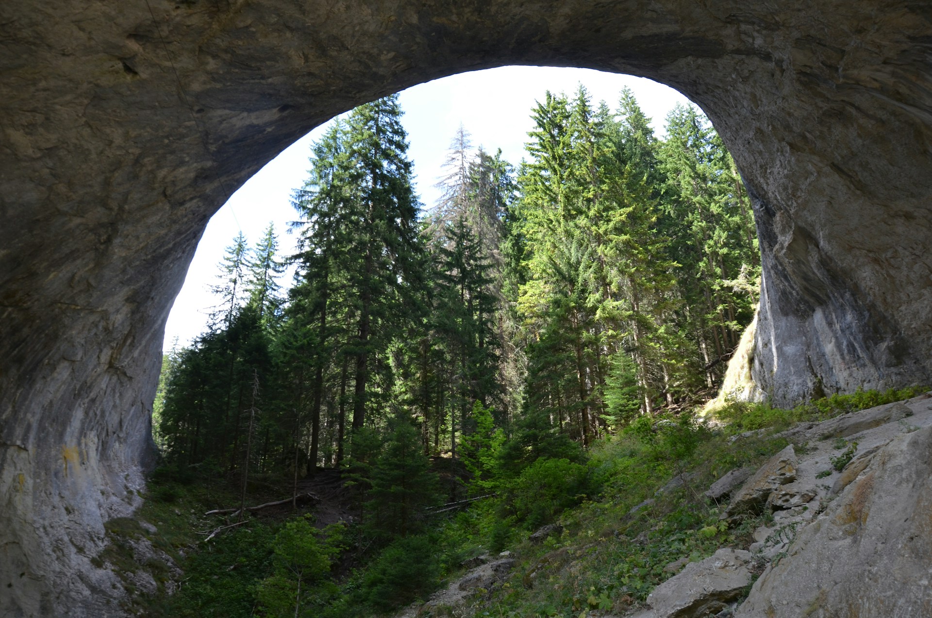 green trees on brown rock formation during daytime