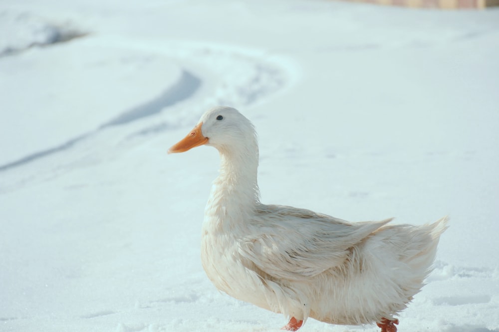 white duck on snow covered ground during daytime