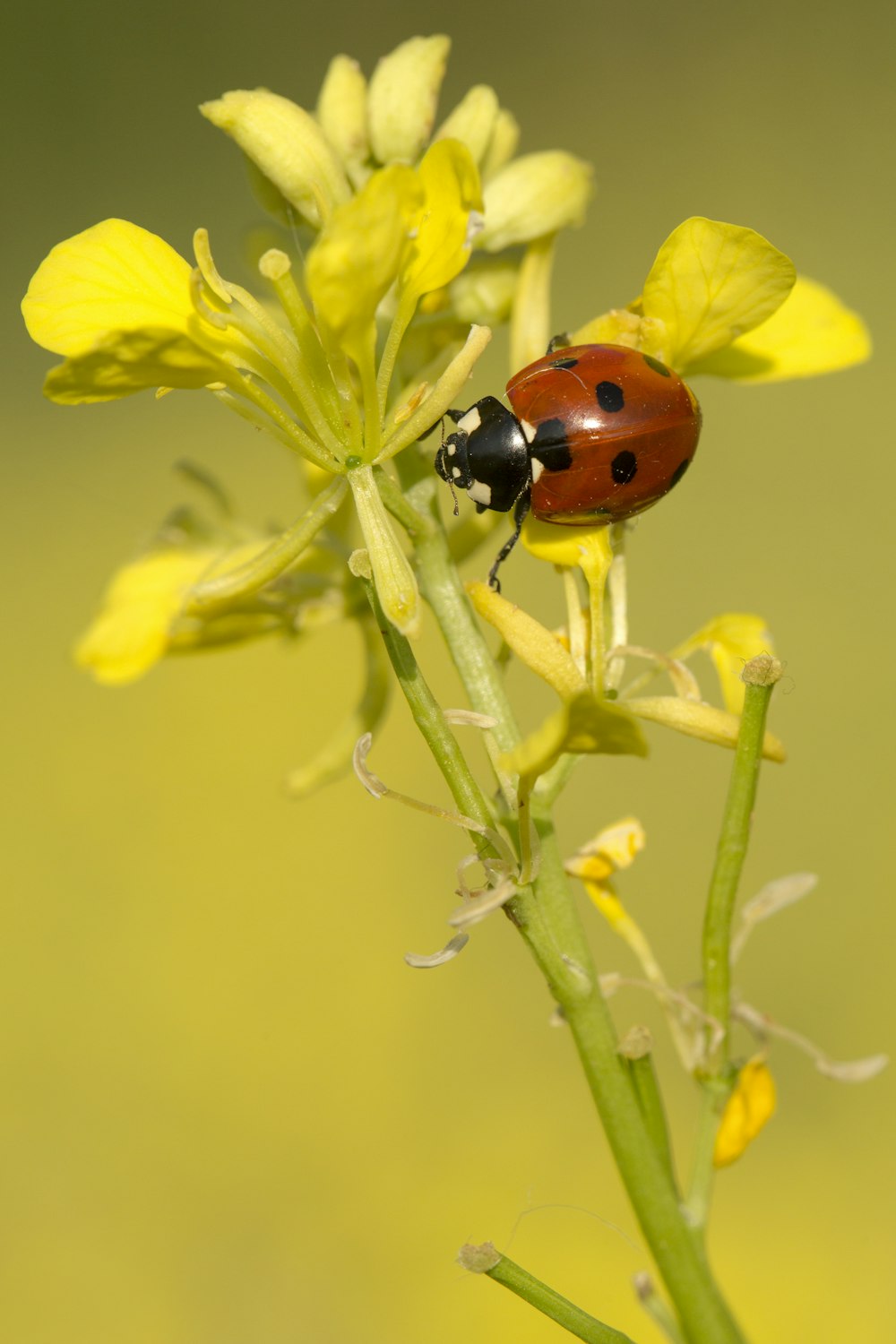 red and black ladybug on yellow flower