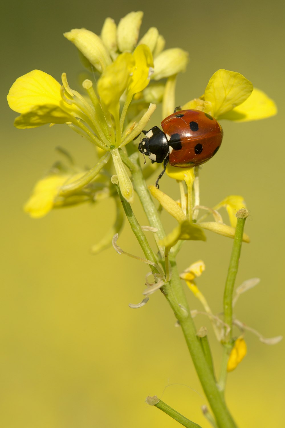 Mariquita roja y negra sobre flor amarilla