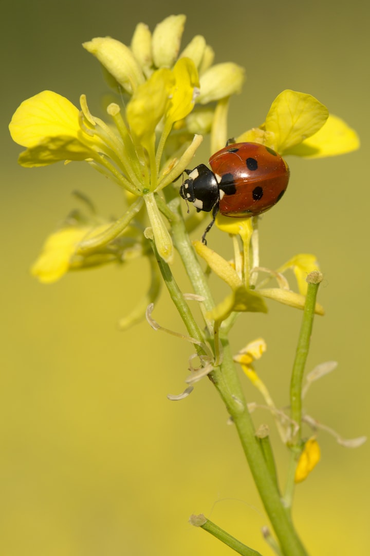Ladybirds and seasides 