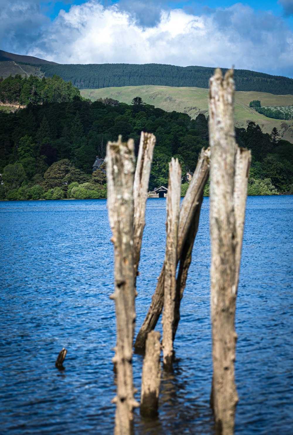 Tronco marrone dell'albero sullo specchio d'acqua durante il giorno