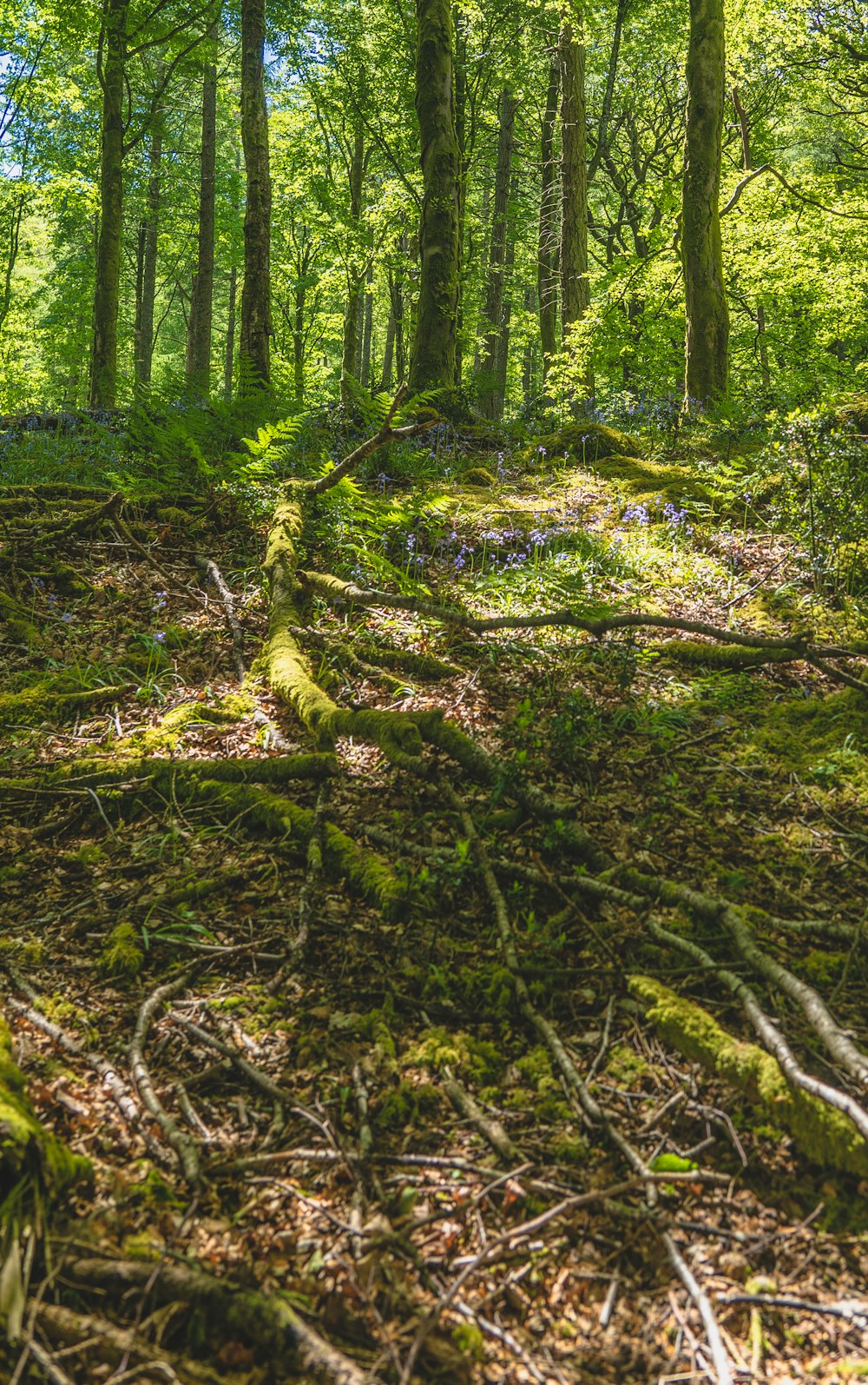 Muschio verde sul tronco marrone dell'albero