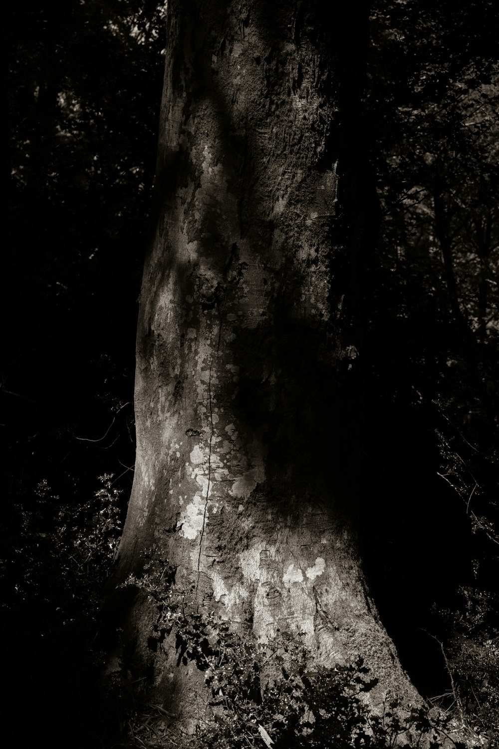 brown tree trunk with hole