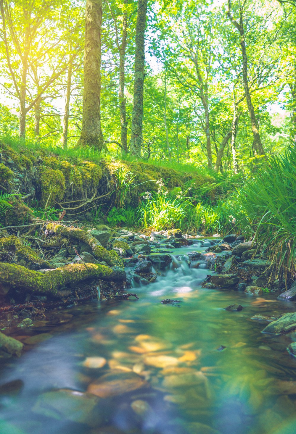 Fiume di acqua verde nei boschi durante il giorno