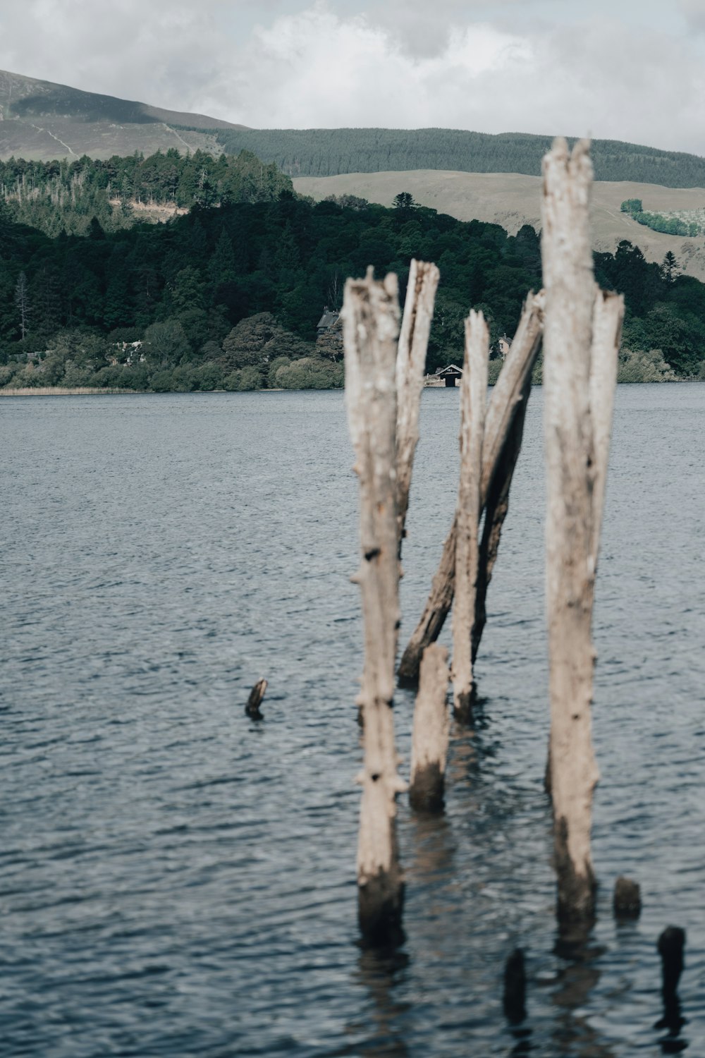 palo di legno marrone sull'acqua durante il giorno