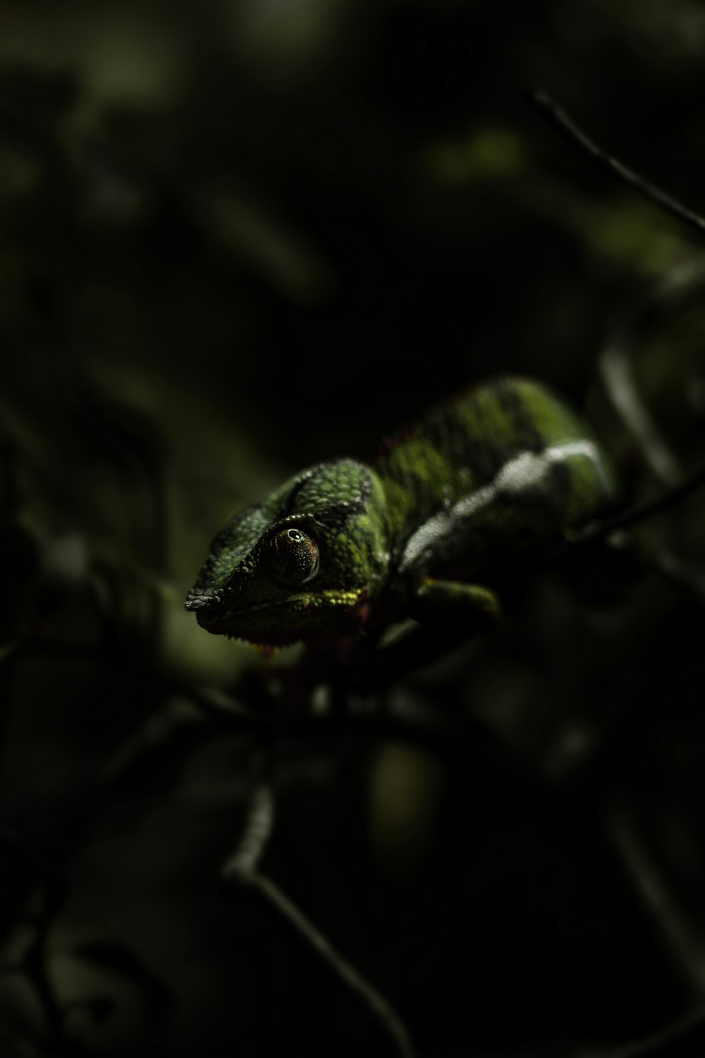 green chameleon on brown tree branch