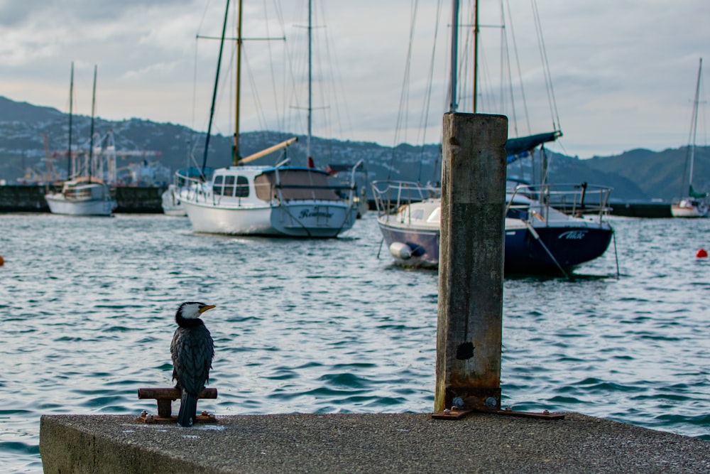 man in black jacket standing on brown wooden post near body of water during daytime