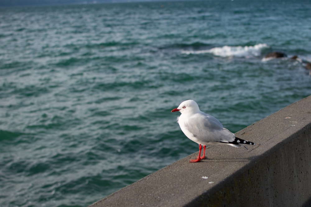 white and gray bird on gray concrete wall near body of water during daytime