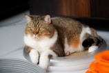 A chubby cat with a thick coat of brown and white fur is lounging comfortably on a round, plush pet bed. The cat has a calm and content expression, with bright green eyes. Nearby, there are some orange and gray pet toys on the floor, adding a playful touch to the scene.