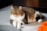 A chubby cat with a thick coat of brown and white fur is lounging comfortably on a round, plush pet bed. The cat has a calm and content expression, with bright green eyes. Nearby, there are some orange and gray pet toys on the floor, adding a playful touch to the scene.