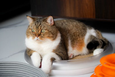 A chubby cat with a thick coat of brown and white fur is lounging comfortably on a round, plush pet bed. The cat has a calm and content expression, with bright green eyes. Nearby, there are some orange and gray pet toys on the floor, adding a playful touch to the scene.