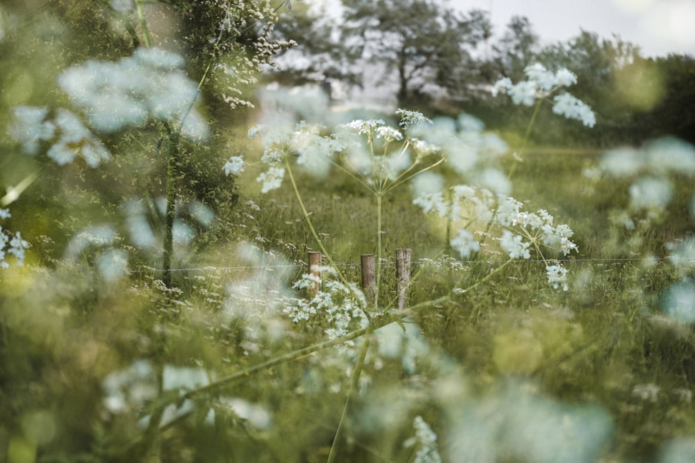 white flowers on green grass field during daytime