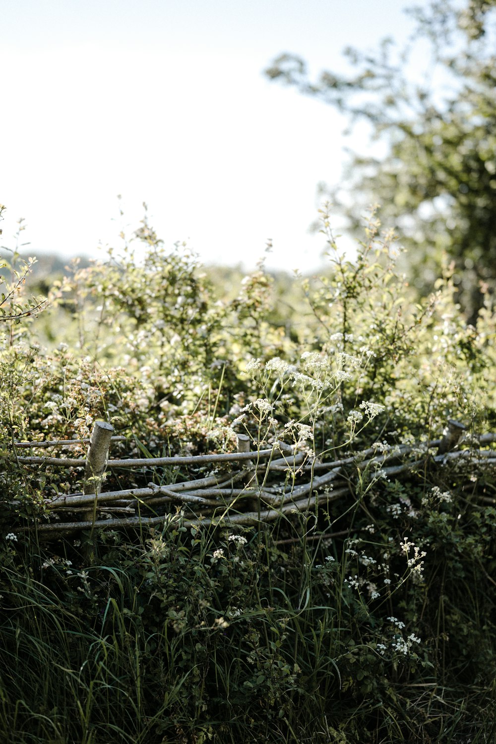 brown wooden fence on green grass during daytime