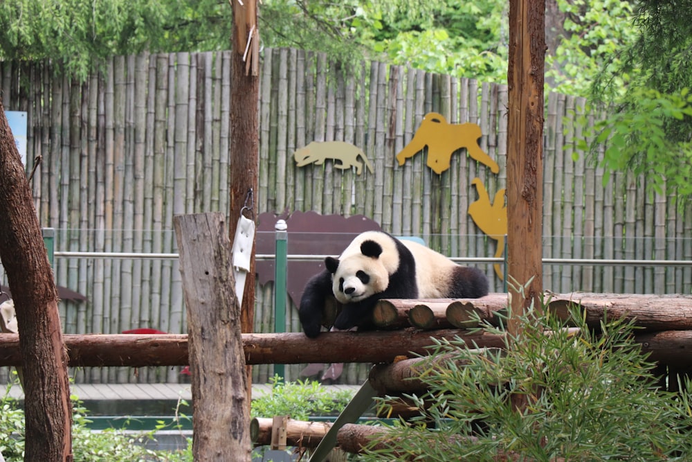 panda bear on brown wooden fence during daytime