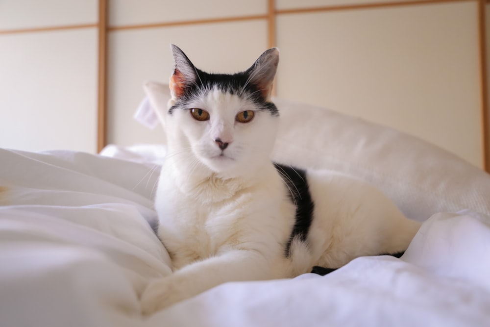 white and black cat on white textile