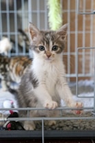 A small, fluffy kitten with large blue eyes and soft gray and white fur stands on its hind legs against the bars of a cage. The background is slightly blurred, showing some indistinct colors and shapes. A fuzzy green toy hangs overhead, and a black and white toy mouse can be seen on the floor of the cage.
