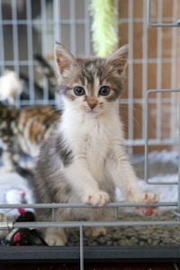 A small, fluffy kitten with large blue eyes and soft gray and white fur stands on its hind legs against the bars of a cage. The background is slightly blurred, showing some indistinct colors and shapes. A fuzzy green toy hangs overhead, and a black and white toy mouse can be seen on the floor of the cage.