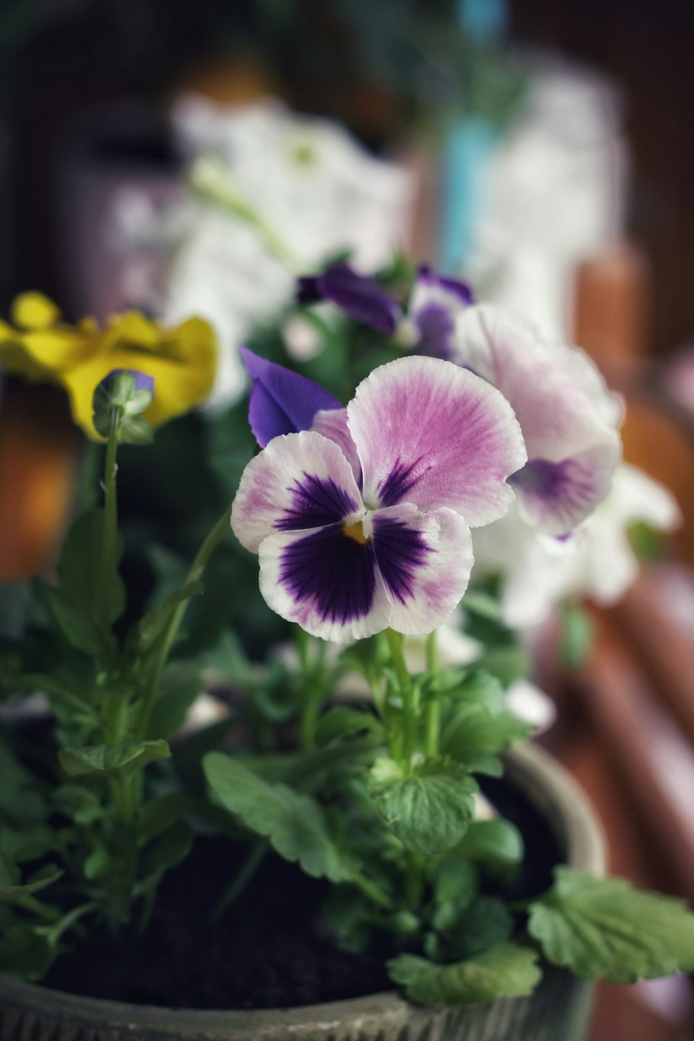 purple and white moth orchids in bloom during daytime