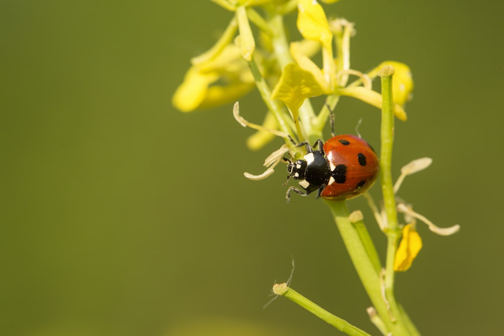 red ladybug perched on yellow flower in close up photography during daytime