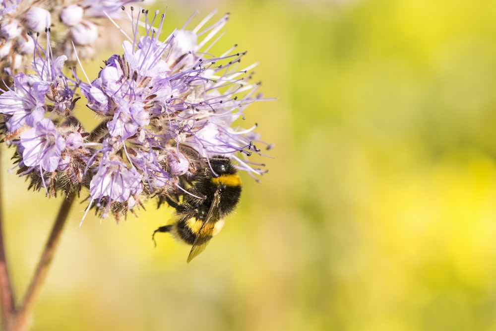 black and yellow bee on white flower