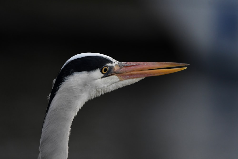 white and black bird in close up photography