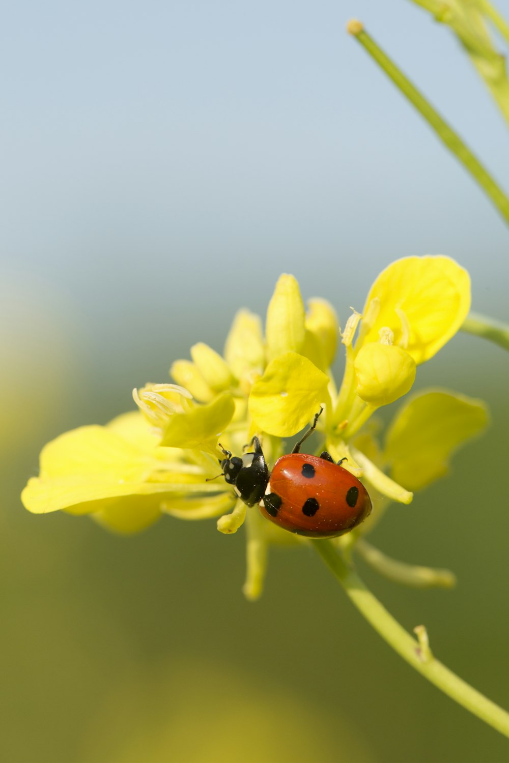 昼間の接写写真で黄色い花にとまる赤いてんとう虫