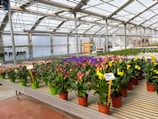 A greenhouse filled with various vibrant flowering plants housed in pots displayed on tables. The space is well-lit with a glass roof and metal supports. There are signs with prices in front of grouped plants, and a couple of hanging plants can be seen in the background.