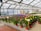 A greenhouse filled with various vibrant flowering plants housed in pots displayed on tables. The space is well-lit with a glass roof and metal supports. There are signs with prices in front of grouped plants, and a couple of hanging plants can be seen in the background.