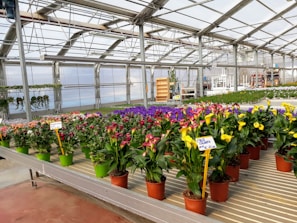 A greenhouse filled with various vibrant flowering plants housed in pots displayed on tables. The space is well-lit with a glass roof and metal supports. There are signs with prices in front of grouped plants, and a couple of hanging plants can be seen in the background.