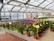 A greenhouse filled with various vibrant flowering plants housed in pots displayed on tables. The space is well-lit with a glass roof and metal supports. There are signs with prices in front of grouped plants, and a couple of hanging plants can be seen in the background.