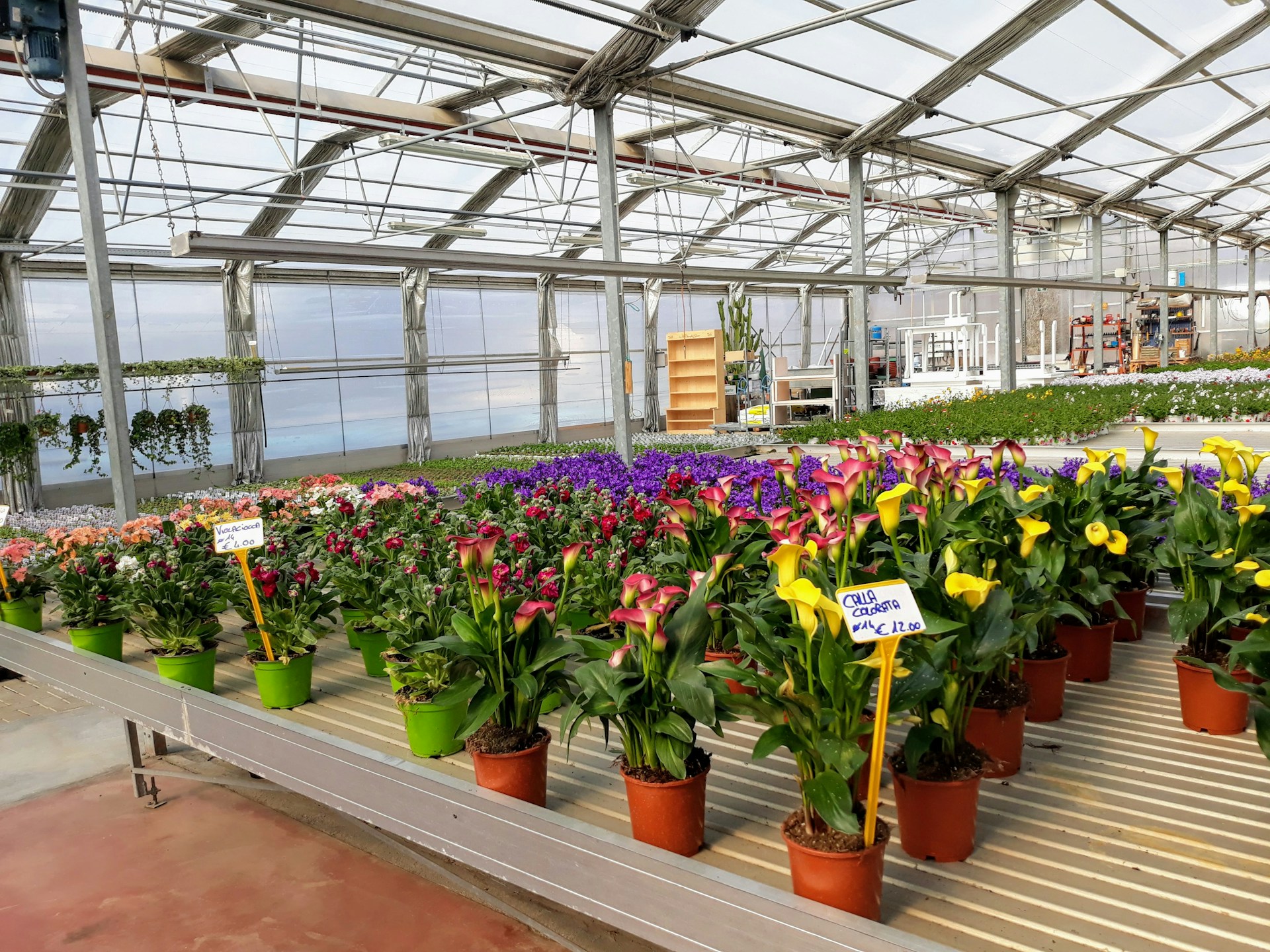 A greenhouse filled with various vibrant flowering plants housed in pots displayed on tables. The space is well-lit with a glass roof and metal supports. There are signs with prices in front of grouped plants, and a couple of hanging plants can be seen in the background.