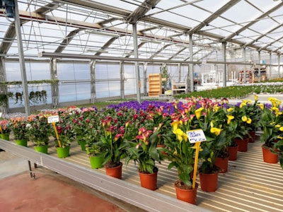 A greenhouse filled with various vibrant flowering plants housed in pots displayed on tables. The space is well-lit with a glass roof and metal supports. There are signs with prices in front of grouped plants, and a couple of hanging plants can be seen in the background.