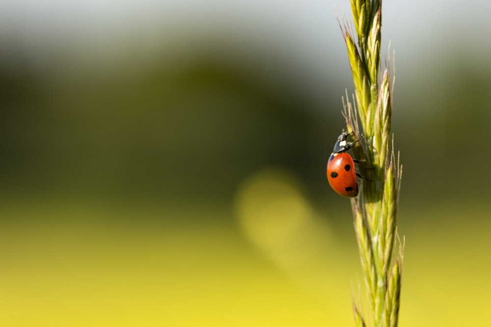 red ladybug perched on green plant in close up photography