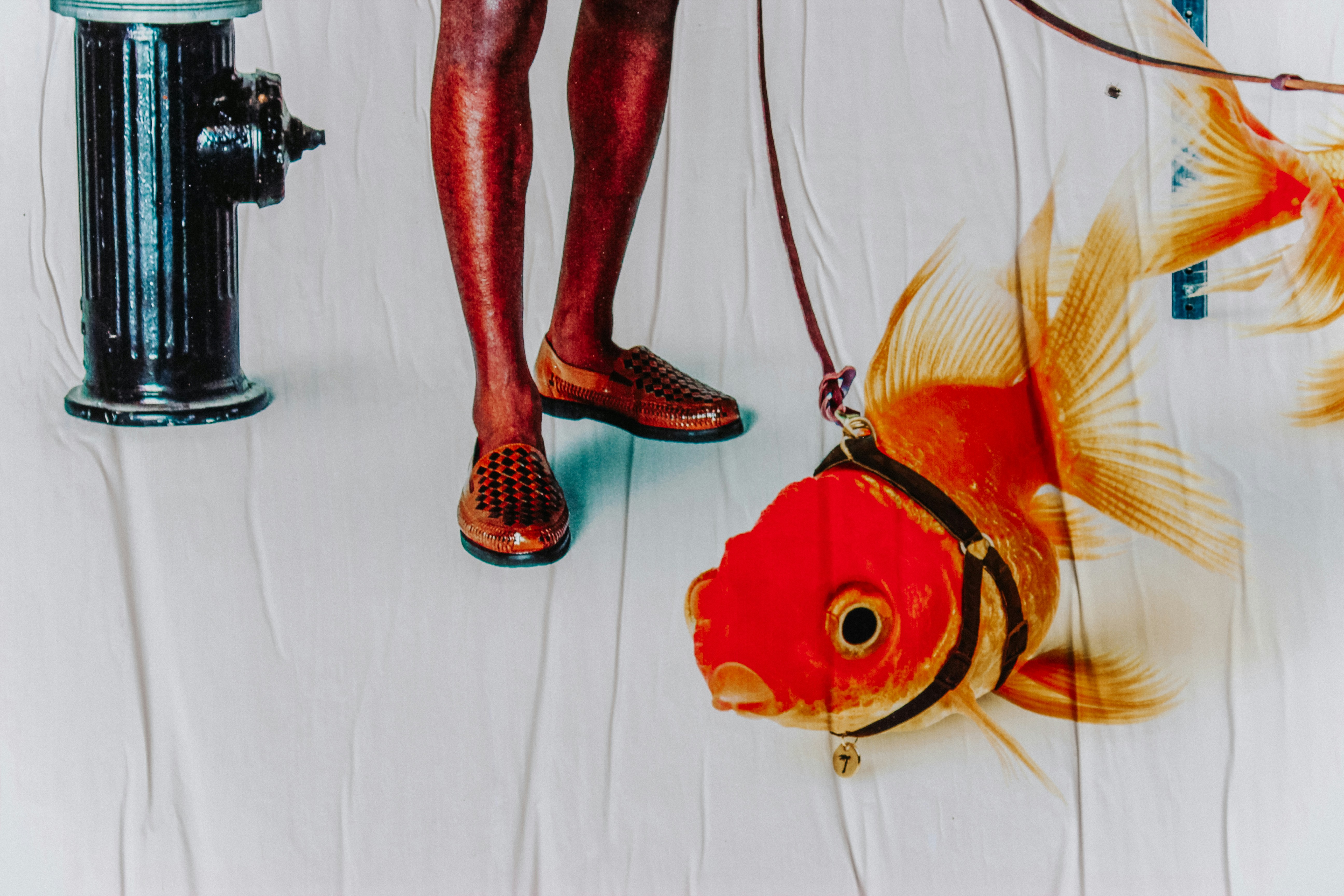 魚缸水變綠？水族專家教你輕鬆解決綠水困擾