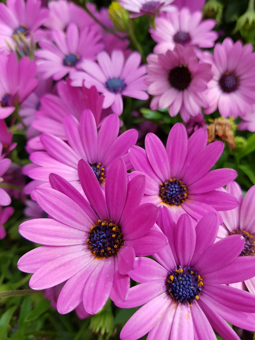 pink flowers in tilt shift lens