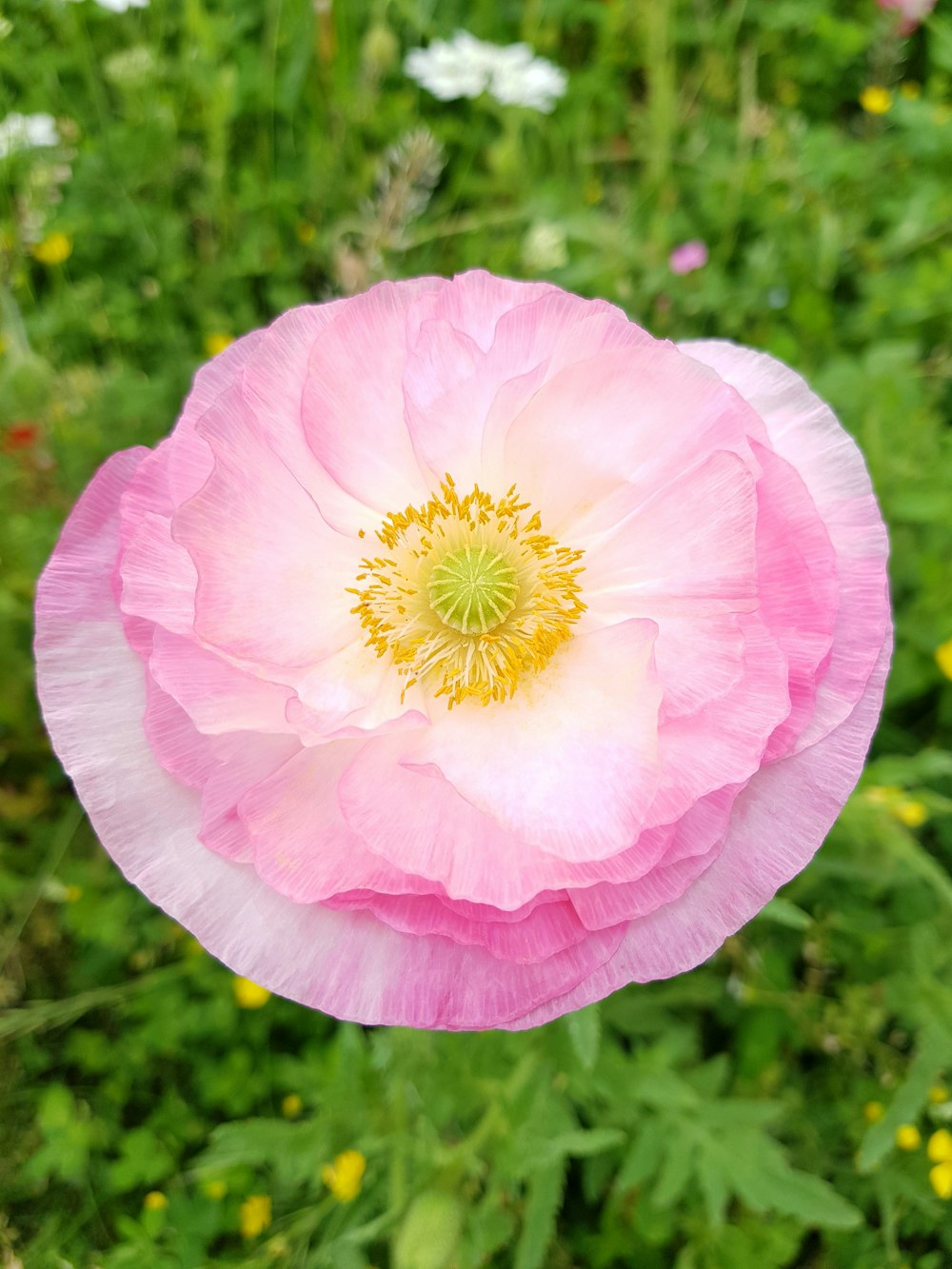 マクロレンズのピンクと白の花