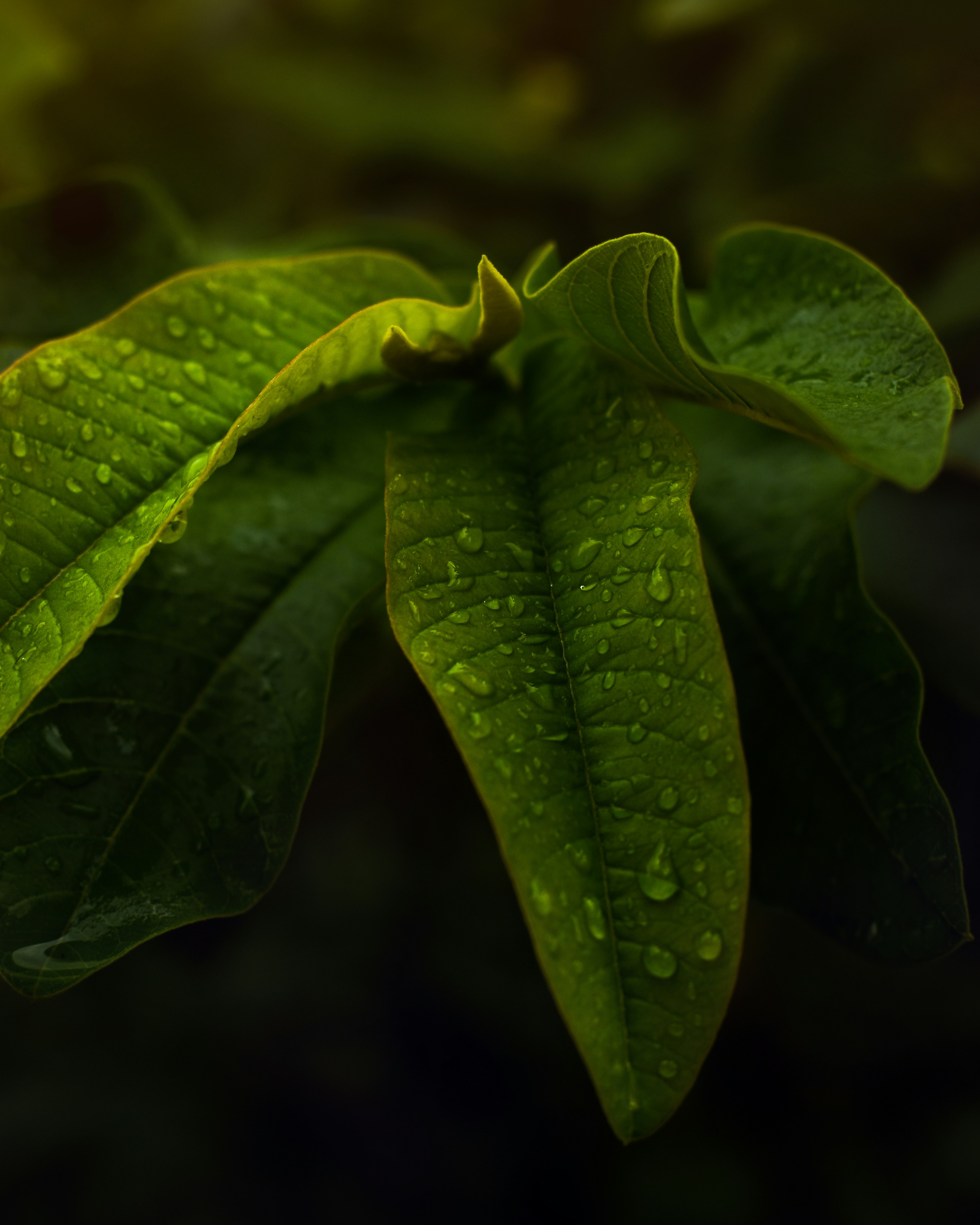 Photo by fly_debasish