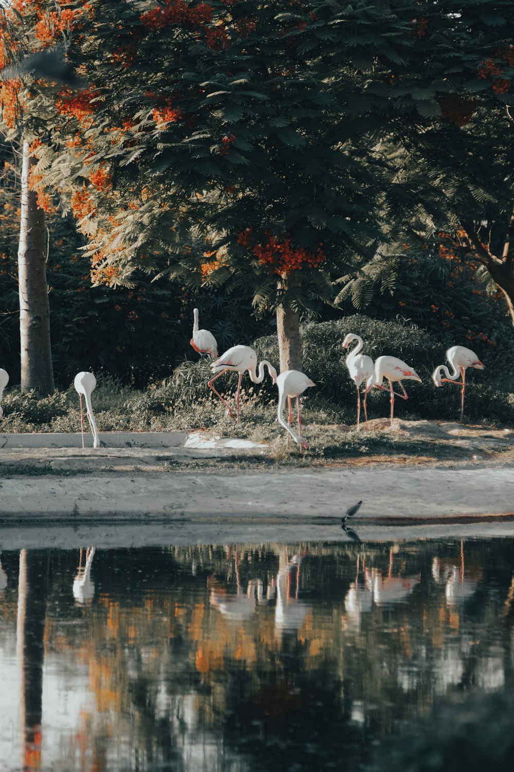 flock of flamingos on water